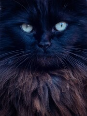 Black Long Haired Pet Cat