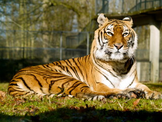 Tigre du Zoo parc de Thoiry
