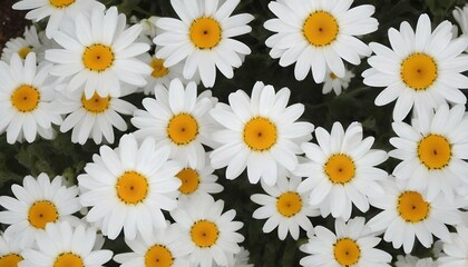 A Pattern Of Blooming Daisies With Their Cheerful