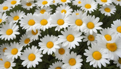 A Pattern Of Blooming Daisies With Their Cheerful Upscaled 2