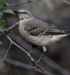 A Mockingbird in the Morning 