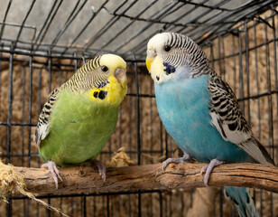 Two differently coloured budgies sat on a perch – in a cage – looking at each other