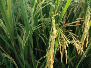 Rice Oryza sativacode is one of the most important cultivated crops in civilization.