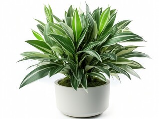 Plant in a white pot on a white background.