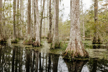 Beautiful landscape in a swamp with cypress trees with Spanish moss, aerial roots and alligators. Cypress Garden, Charleston, South Carolina, USA
