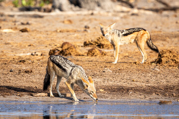 Black-backed Jackal in Botswana, Africa