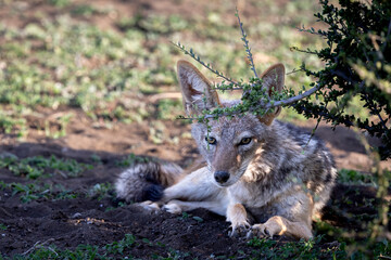 Black-backed Jackal in Botswana, Africa