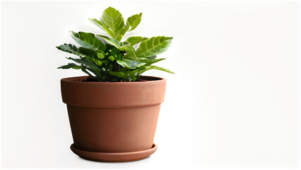 potted plant isolated on white or transparent background cutout