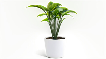 potted plant isolated on white or transparent background cutout