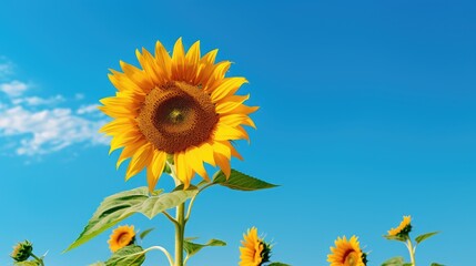 sunflower on a blue sky background. Nature background