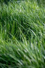 herbe verte et grasse assez épaisse