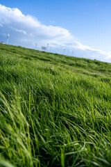 herbe verte et grasse assez &eacute;paisse avec l'horison