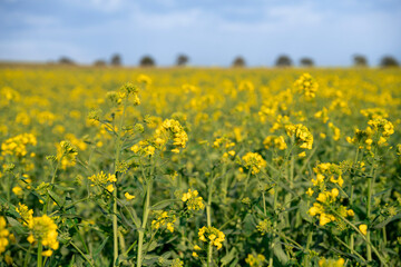 champs de colza au soleil