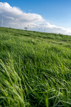 herbe grasse et fournie bien verte 