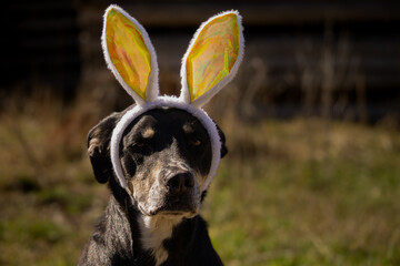 Cute Sweet Adorable Adult Mixed Breed Happy Easter Black Dog Mutt Wearing Yellow and White Bunny Rabbit Ears with Bows Looking Right and Forward with Space for Text Outdoors