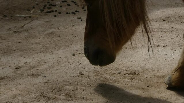 The horse pushes the lamb