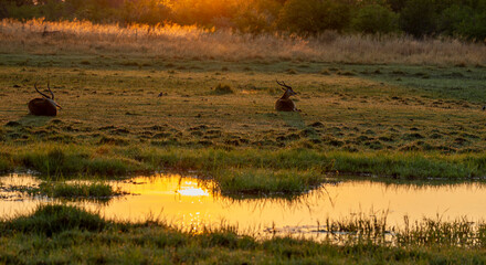 Sunrise in Botswana, Africa with impala resting in the foreground