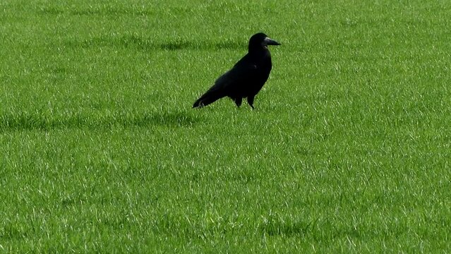 Rook walks on green lawn. The rook (Corvus frugilegus) is a member of the Corvidae in the passerine order of birds. It is found in the Palearctic, its range extending from Scandinavia 