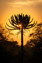 Sunrise in Botswana, Africa with a Euphorbia tree silhouetted in the foreground