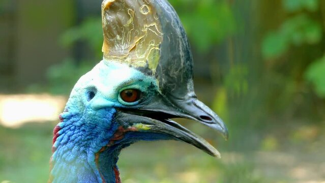 cassowaries are ratites in genus Casuarius