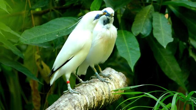 Bali myna (Leucopsar rothschildi)