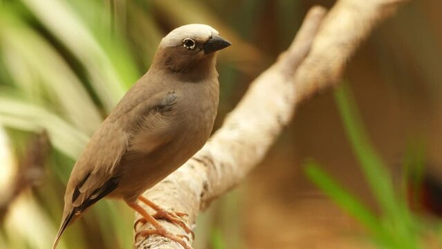 grey-headed social weaver (Pseudonigrita arnaudi)