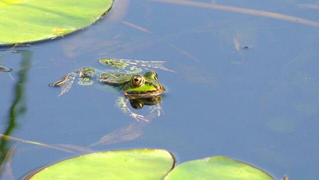 marsh frog (Pelophylax ridibundus)