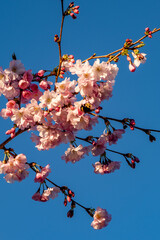 Looking up at pretty pink tree blossom against a blue sky, with a bee collecting pollen