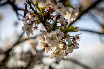 A close up of blossom flowers in springtime