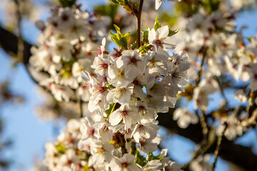 Looking up at blossom on a tree in springtime, with a shallow depth of field