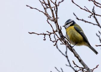 Blue Tit (Cyanistes caeruleus) - Found throughout Europe and parts of Asia