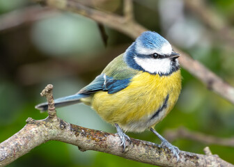 Fototapeta premium Blue Tit (Cyanistes caeruleus) - Found throughout Europe and parts of Asia