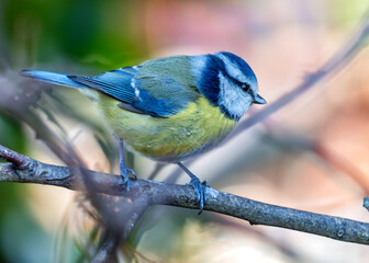 Blue Tit (Cyanistes caeruleus) - Found throughout Europe and parts of Asia