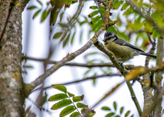 Blue Tit (Cyanistes caeruleus) - Found throughout Europe and parts of Asia