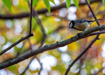 Blue Tit (Cyanistes caeruleus) - Found throughout Europe and parts of Asia
