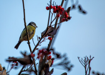 Blue Tit (Cyanistes caeruleus) - Found throughout Europe and parts of Asia