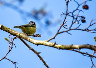 Blue Tit (Cyanistes caeruleus) - Found throughout Europe and parts of Asia