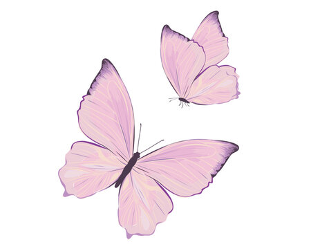 pink butterfly two vector