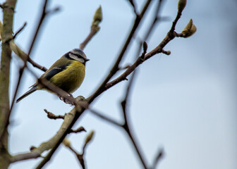 Blue Tit (Cyanistes caeruleus) - Found throughout Europe and parts of Asia