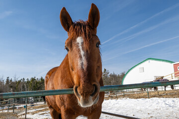 A closeup of a chestnut brown adult horse with a red color mane, a large white spot on its head,...
