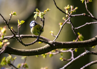 Blue Tit (Cyanistes caeruleus) - Found throughout Europe and parts of Asia