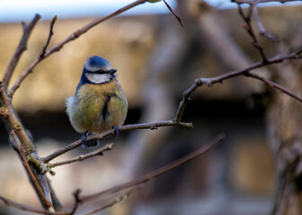 Blue Tit (Cyanistes caeruleus) - Found throughout Europe and parts of Asia