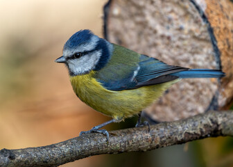 Blue Tit (Cyanistes caeruleus) - Found throughout Europe and parts of Asia