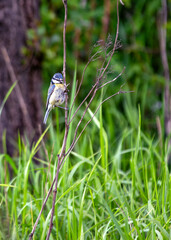 Blue Tit (Cyanistes caeruleus) - Found throughout Europe and parts of Asia