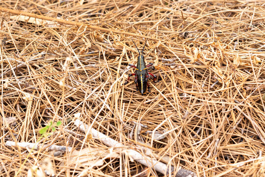 Romalea, an eastern lubber grasshopper lays on dried yellow grass. The large poisonous insect has a long chunky body with six red-colored legs and a yellow stripe down the middle of its back.  
