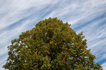 Obraz premium The top of a tall lush green tree branches with leaves turning orange. The background sky is blue with white fluffy clouds. The pattern is of lines in a diagonal direction. 