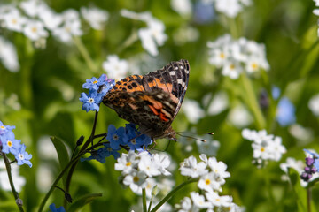 A painted lady butterfly perched on delicate forget-me-not flowers. The blooms are tiny blue and white flowers with pale pink centers. The orange, black, and white colored butterfly has its wings open