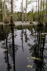 Obraz premium Beautiful landscape in a swamp with cypress trees with Spanish moss, aerial roots and alligators. Cypress Garden, Charleston, South Carolina, USA