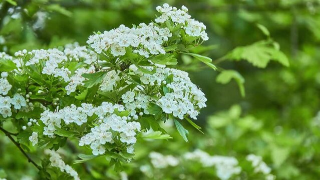 Crataegus laevigata, known as the midland, English or woodland hawthorn or mayflower, is a species of hawthorn native to western and central Europe
