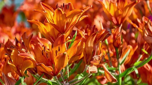 Lilium bulbiferum, common names orange lor fire lily, Jimmy's Bane and tiger lily, is a herbaceous European lily with underground bulbs, belonging to the Liliaceae.